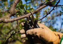 Anisacate: recuerdan que para sacar poda en época de veda se debe solicitar autorización y abonar el retiro excepcional