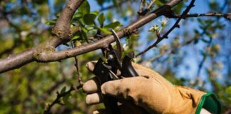 Anisacate: recuerdan que para sacar poda en época de veda se debe solicitar autorización y abonar el retiro excepcional