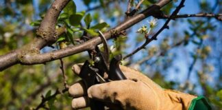 Alta Gracia: extienden el plazo para realizar tareas de poda hasta el 31 de agosto