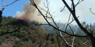 Las brigadas forestales continúan su trabajo silencioso