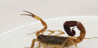 Emiten recomendaciones para prevenir picaduras de alacranes