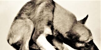 Pirotecnia: pese a la prohibición, su uso sigue siendo un flagelo