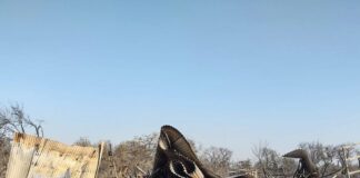 El incendio en San Marcos dejó graves consecuencias