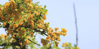 Los Aromos: Presentaron proyecto para promover arbolado nativo