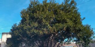 Córdoba: la imprenta del PRT será señalizada por Nación