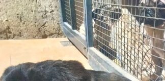 Maltrato animal: 41 perros fueron rescatados de un infierno clandestino