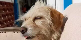 Denuncian que un automóvil municipal chocó y abandonó agonizante a un perro