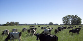 Opinión: la decadencia del reinado del campo