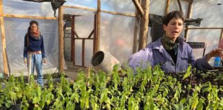 Evento cultural en La Quintana invita a una forestación de espacios comunes