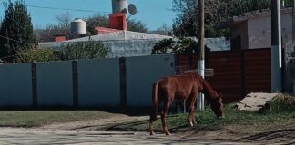 Caballos sueltos en Parque Virrey: exigen soluciones a un problema recurrente