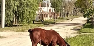 Se puso en marcha el Registro Municipal de Equinos de Alta Gracia