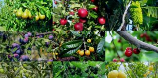 Paravachasca: se viene la decimotercer compra comunitaria de árboles frutales
