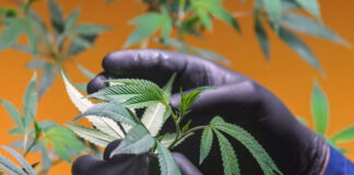 15 meses después de su sanción, se reglamentó la Ley de Cannabis y Cáñamo Industrial