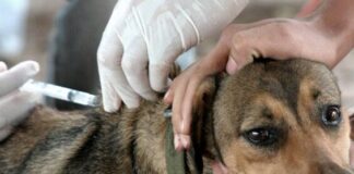 Anisacate realizará jornadas de vacunación antirrábica para perros y gatos