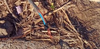 Tortuga expresa preocupación por robo de cables y demanda seguridad para las radios locales