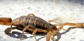 Emiten recomendaciones para evitar y abordar accidentes con animales ponzoñosos