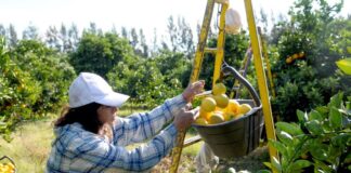 En favor de unos pocos: el Gobierno Nacional eliminó el fondo de apoyo a la agricultura familiar