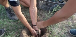 Jornada de Reforestación en Anisacate: Plantarán 350 árboles nativos