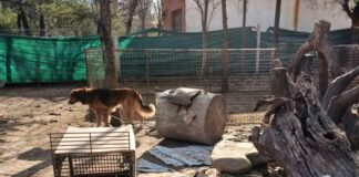 ADMA busca hogares de tránsito para nueve animales rescatados de un contexto de maltrato y abandono
