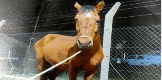 Alta Gracia: lanzan convocatoria a propietarios de equinos retenidos por el municipio