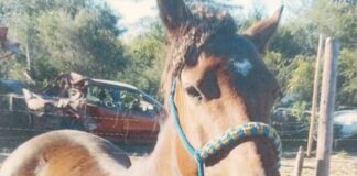 La Municipalidad de Alta Gracia lanzó una nueva convocatoria a propietarios de equinos retenidos