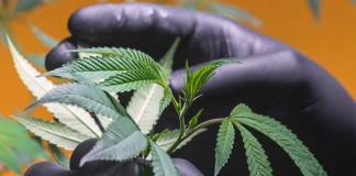 Cuestionan modificaciones en el registro de cannabis medicinal: «Nos impulsan nuevamente a la clandestinidad»