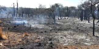Alertan que el índice de riesgo de incendios está en nivel extremo