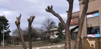 Planifican acciones para abordar la mutilación de árboles en La Bolsa