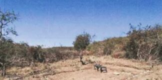 Canteras del Cerro: la Municipalidad denunció asentamiento y desmonte en las tierras del ferrocarril