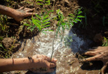 Invitan a una jornada de forestación comunitaria de la Plaza Rotary de barrio Parque Virrey Este