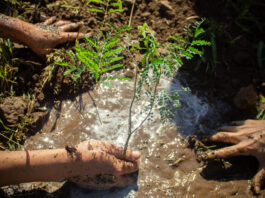 Invitan a una jornada de forestación comunitaria de la Plaza Rotary de barrio Parque Virrey Este