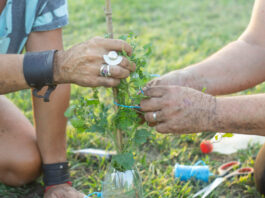 En el marco del festejo por sus 25 años, realizarán una forestación comunitaria en la escuela Julio Barrientos