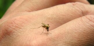 Dengue: realizarán un nuevo monitoreo aédico en diversos barrios de Alta Gracia