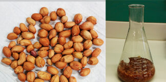 Científicos de la UNC y la UNRC demuestran que residuos de cáscara de maní pueden combatir el dengue