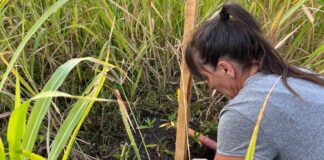 Reforestación en barrio ProHas 1: ya se plantaron 470 árboles y se sumarán 380 más