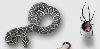 Animales ponzoñosos: emiten recomendaciones sobre prevención y acción ante picaduras