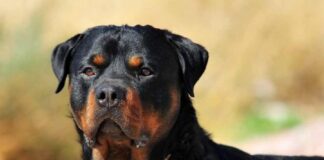 En La Serranita multarán a quienes dejen perros sueltos en la vía pública