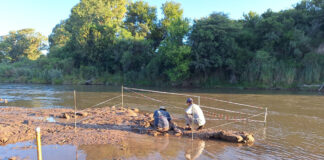 Descubrieron restos fósiles de un gliptodonte en el cauce del río Ctalamochita