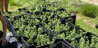 Despeñaderos: 14 familias se sumaron a la primera etapa del Proyecto Peperina, de conservación de flora nativa