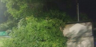 El temporal derribó árboles en la región: se reportaron diversas viviendas inundadas