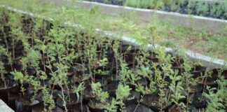 Los Aromos: abrieron las preinscripciones para un curso de Viverismo