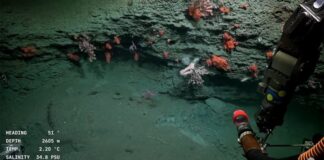 Científicos argentinos causan furor con la transmisión en vivo de inexploradas riquezas submarinas