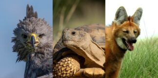 Ocho especies de fauna autóctona cordobesa fueron declarados Monumentos Naturales Provinciales