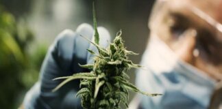 Realizarán en Córdoba una “Jornada sobre Cannabis Terapéutico, Adaptógenos y Psilocibina”