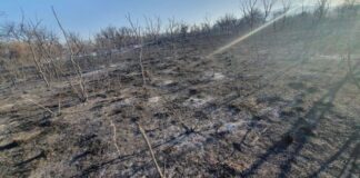 El proyecto “Bosques Sagrados” invita a participar de una capacitación gratuita de restauración ambiental