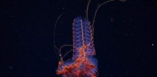 La expedición submarina de científicos del Conicet descubrió 40 nuevas especies y una diversidad inesperada de corales