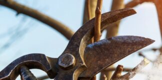 Anisacate: finalizó el período de poda y la Municipalidad termina con la recolección