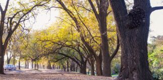 Recomiendan circular con precaución, mientras se realizan tareas de poda en los árboles de la costanera
