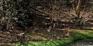 Por contaminación del arroyo, APRHI solicitó tareas de saneamiento a la Municipalidad de Alta Gracia y la Cosag