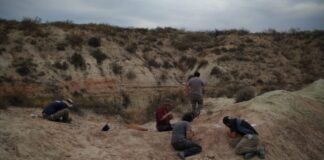 Un nuevo streaming del Conicet transmite la búsqueda de restos de dinosaurios en la Patagonia